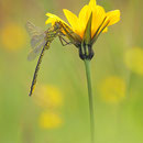Gomphus pulchellus (Westliche Keiljungfer) - junges Männchen