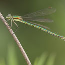Kleine Binsenjungfer (Lestes virens) - Weibchen