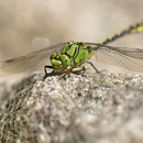 Ophiogomphus cecilia (Grüne Flussjungfer) - Männchen