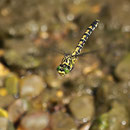 Onychogomphus forcipatus forcipatus (Kleine Zangenlibelle) - Weibchen