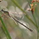 Gemeine Binsenjungfer (Lestes sponsa) - Weibchen