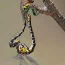Onychogomphus forcipatus unguiculatus (Westliche Zangenlibelle) - Paarungsrad