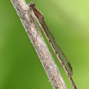 Gemeine Winterlibelle (Sympecma fusca) - Männchen