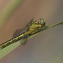 Gomphus simillimus (Gelbe Keiljungfer) - Weibchen