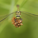 Onychogomphus forcipatus forcipatus (Kleine Zangenlibelle) - Männchen
