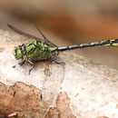 Ophiogomphus cecilia (Grüne Flussjungfer) - Männchen