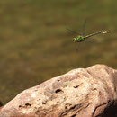 Ophiogomphus cecilia (Grüne Flussjungfer) - Männchen