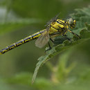 Gomphus simillimus (Gelbe Keiljungfer) - junges Weibchen
