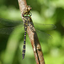 Cordulegaster bidentata (Gestreifte Quelljungfer) - Männchen
