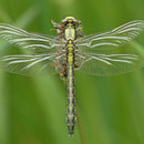 Gomphus vulgatissimus (Gemeine Keiljungfer) - frisches Männchen