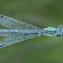Gemeine Binsenjungfer (Lestes sponsa) - Männchen