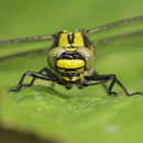 Gomphus vulgatissimus (Gemeine Keiljungfer) - frisches Weibchen
