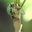 Gomphus vulgatissimus (Gemeine Keiljungfer) - schlüpfendes Männchen
