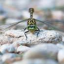 Onychogomphus forcipatus forcipatus (Kleine Zangenlibelle) - Männchen