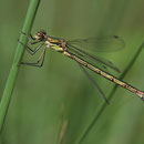 Glänzende Binsenjungfer (Lestes dryas) - Weibchen
