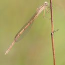 Sibirische Winterlibelle (Sympecma paedisca) - Männchen