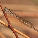 Gemeine Winterlibelle (Sympecma fusca) - Männchen