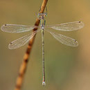 Südliche Binsenjungfer (Lestes barbarus) - älteres Männchen