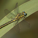 Gomphus simillimus (Gelbe Keiljungfer) - Weibchen