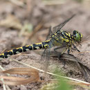 Onychogomphus forcipatus forcipatus (Kleine Zangenlibelle) - Weibchen