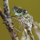 Kleine Binsenjungfer (Lestes virens) - Männchen