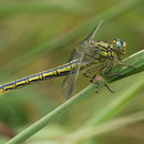 Gomphus pulchellus (Westliche Keiljungfer) - Weibchen