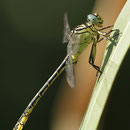Stylurus flavipes (Eurasische Keulenjungfer) - Männchen