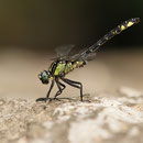 Gomphus vulgatissimus (Gemeine Keiljungfer) - Männchen in Obeliskhaltung