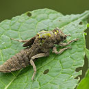 Gomphus vulgatissimus (Gemeine Keiljungfer) - schlüpfendes Weibchen