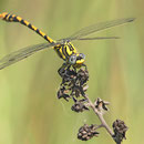 Onychogomphus uncatus (Große Zangenlibelle) - Männchen