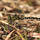 Onychogomphus forcipatus forcipatus (Kleine Zangenlibelle) - Weibchen
