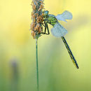 Gomphus pulchellus (Westliche Keiljungfer) - Männchen