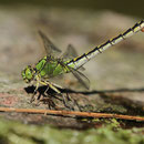 Ophiogomphus cecilia (Grüne Flussjungfer) - Weibchen mit Eiballen