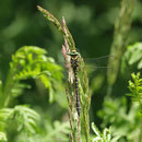 Cordulegaster boltonii (zweigestreifte Quelljungfer) - Männchen