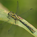 Gomphus graslinii (Französische Keiljungfer) - Männchen
