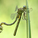 Gomphus pulchellus (Westliche Keiljungfer) - Reste eines Paarungsrades nach Prädatoreneingriff. wonach dem Weibchen Brust und Flügel fehlen und das Männchen unbeschadet überlebte