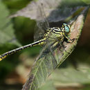 Stylurus flavipes (Eurasische Keulenjungfer) - Männchen