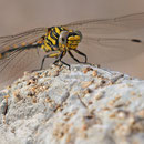 Onychogomphus uncatus (Große Zangenlibelle) - Männchen