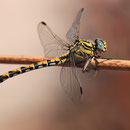 Onychogomphus uncatus (Große Zangenlibelle) - Weibchen
