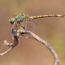 Paragomphus genei (Grüne Sandjungfer) - Männchen