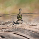 Onychogomphus forcipatus forcipatus (Kleine Zangenlibelle) - Männchen