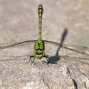 Ophiogomphus cecilia (Grüne Flussjungfer) - Männchen