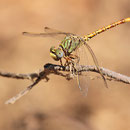 Paragomphus genei (Grüne Sandjungfer) - Männchen