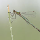 Gemeine Binsenjungfer (Lestes sponsa) - Weibchen