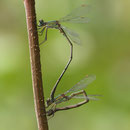 Westliche Weidenjungfer (Chalcolestes viridis) - Eiablage als Tandem