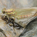 Onychogomphus forcipatus unguiculatus (Westliche Zangenlibelle) - Schlüpfendes Männchen
