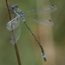 Glänzende Binsenjungfer (Lestes dryas) - Männchen