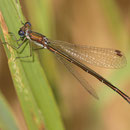 Kleine Binsenjungfer (Lestes virens) - älteres Männchen