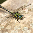 Gomphus vulgatissimus (Gemeine Keiljungfer) - Männchen