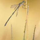 Kleine Binsenjungfer (Lestes virens) - Männchen